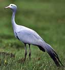 blue crane