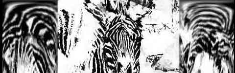 ZEBRA FART