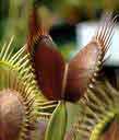 FLY TRAP