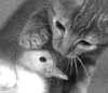 kitty and chic