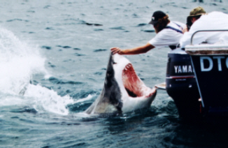 shark.jpg