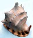 shell.jpg