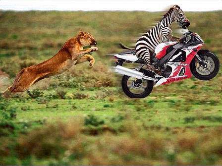 zebra on a bike
