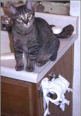 toilet cat