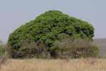 fig tree