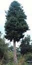 yellowwood